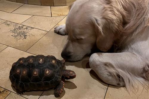 ein Hund, der mit einer Schildkröte auf dem Boden liegt